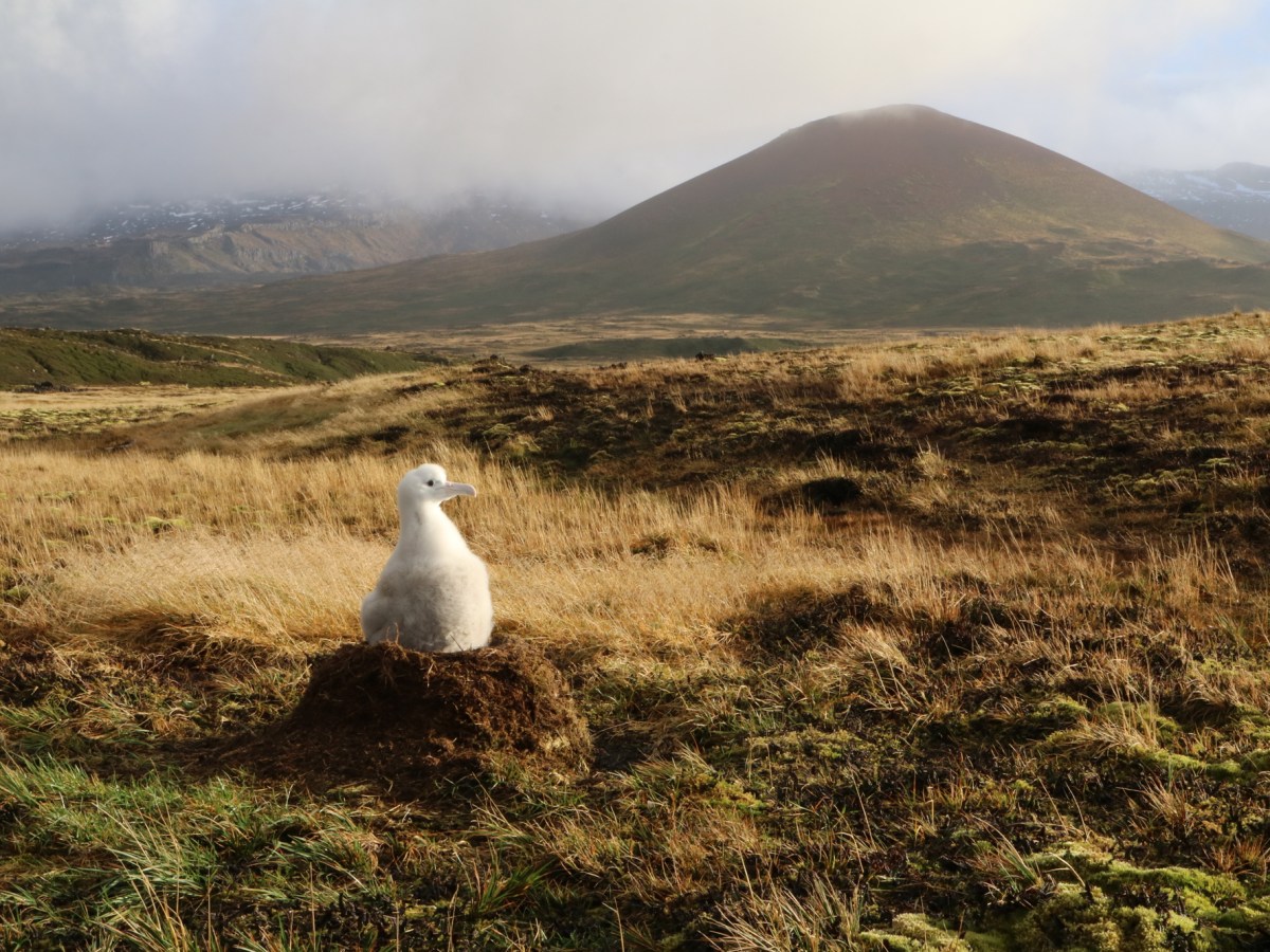Tuning into the Cosmos from the Sub-Antarctic:&nbsp;Mid-Quarantine